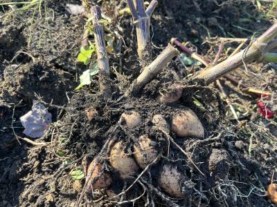 Dahlia 102 Fall Dig Class October 29th (Wednesday) 5:30-6:30pm